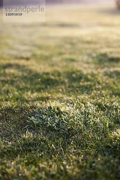 Tautropfen auf Gras im Feld bei Sonnenaufgang  Renesse  Schouwen-Duiveland  Zeeland  Niederlande