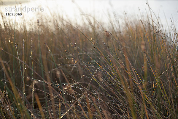 Tautropfen auf hohem Gras bei Sonnenaufgang  Renesse  Schouwen-Duiveland  Zeeland  Niederlande