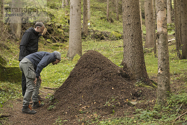 Zwei erwachsene Wanderer betrachten einen Ameisenhaufen im Wald  Österreichische Alpen  Kärnten  Österreich