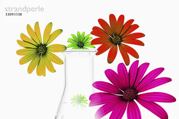 Illustration von Blumen mit Kegelkolben