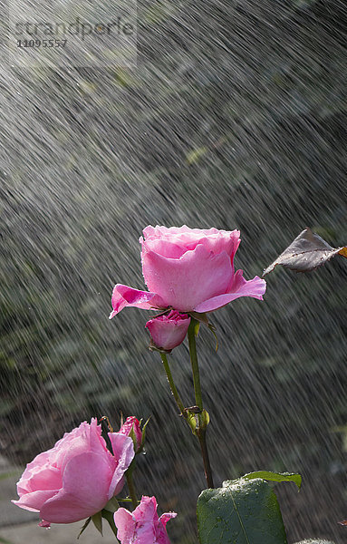 Pinke Rosenblüte