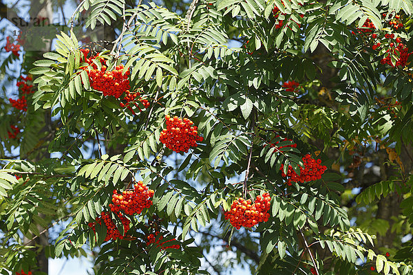 Eberesche  Sorbus aucuparia  Bayern  Deutschland  Europa