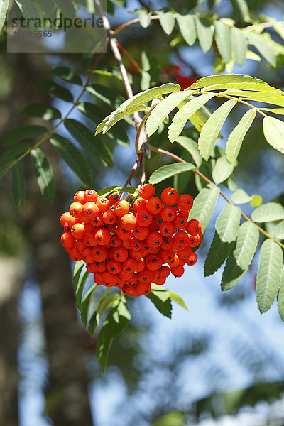 Eberesche  Sorbus aucuparia  Bayern  Deutschland  Europa