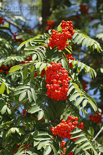 Eberesche  Sorbus aucuparia  Bayern  Deutschland  Europa