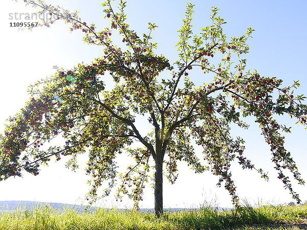 Apfelbäume und Streuobstwiese  Hessen  Deutschland  Europa