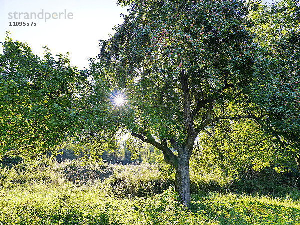 Apfelbäume und Streuobstwiese  Hessen  Deutschland  Europa