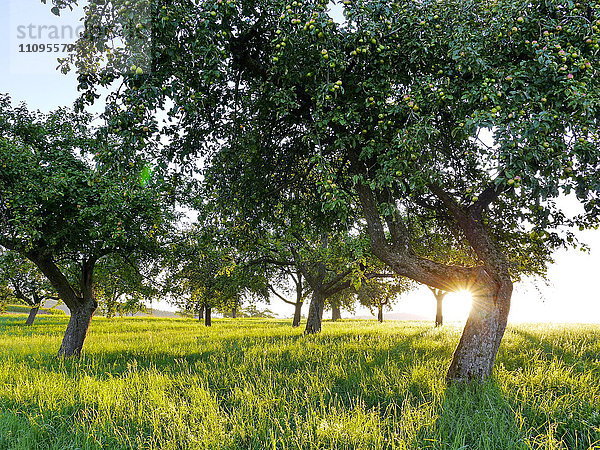 Apfelbäume und Streuobstwiese  Naturpark Spessart  Deutschland  Europa