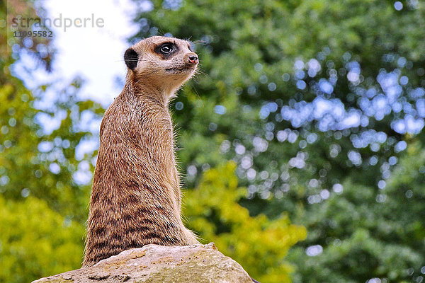 Erdmännchen  Suricata suricatta  Afrika