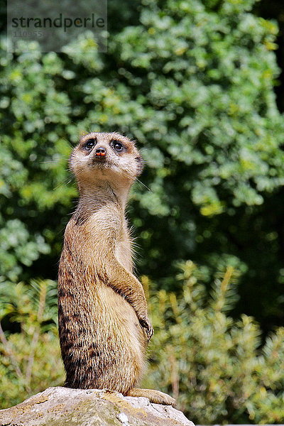 Erdmännchen  Suricata suricatta  Afrika