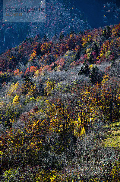Herbstlandschaft  Val d'Arly  Savoie  Frankreich  Europa