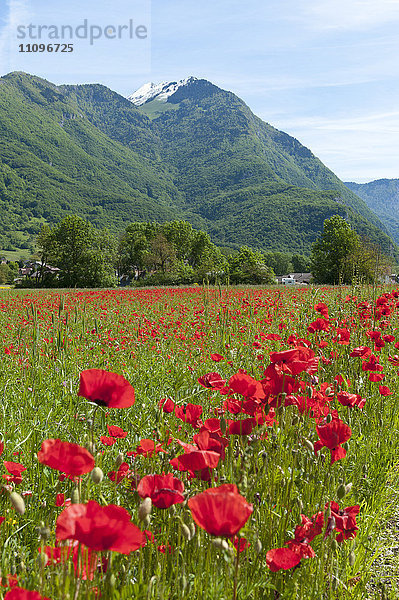 Mohnfeld  Savoie  Rhone Alpes  Frankreich  Europa