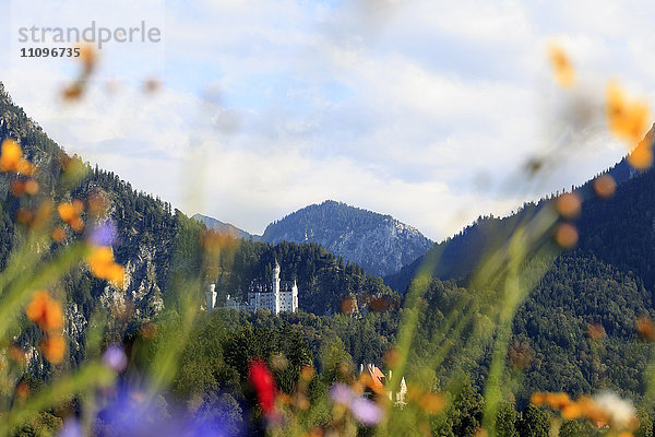 Schloss Neuschwanstein  Ammergauer Alpen  Allgäu  Bayern  Deutschland  Europa