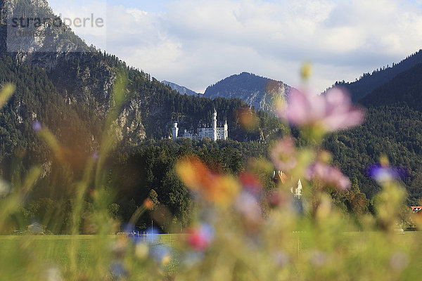 Schloss Neuschwanstein  Ammergauer Alpen  Allgäu  Bayern  Deutschland  Europa