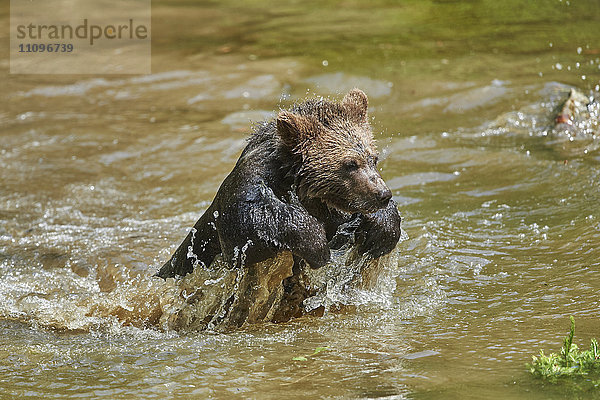 Braunbären  Ursus arctos  Nationalpark Bayerischer Wald  Bayern  Deutschland  Europa