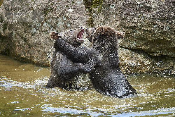 Braunbären  Ursus arctos  Nationalpark Bayerischer Wald  Bayern  Deutschland  Europa