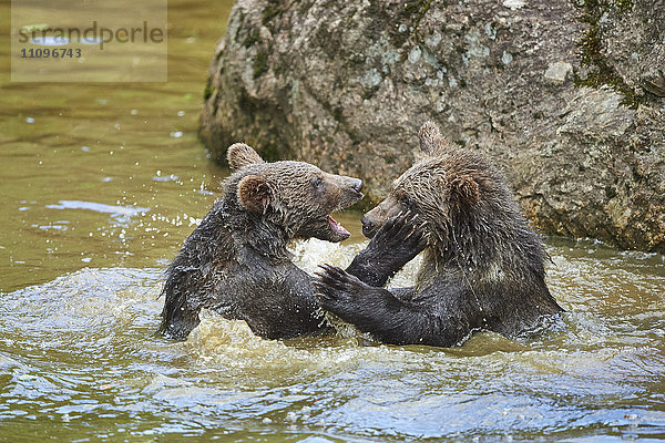 Braunbären  Ursus arctos  Nationalpark Bayerischer Wald  Bayern  Deutschland  Europa