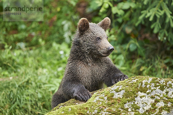 Braunbär  Ursus arctos  Nationalpark Bayerischer Wald  Bayern  Deutschland  Europa