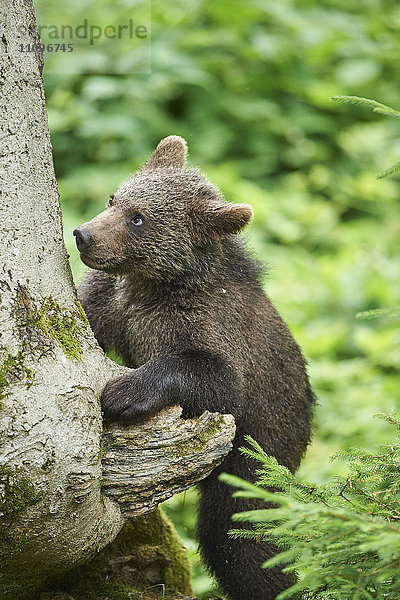 Braunbär  Ursus arctos  Nationalpark Bayerischer Wald  Bayern  Deutschland  Europa