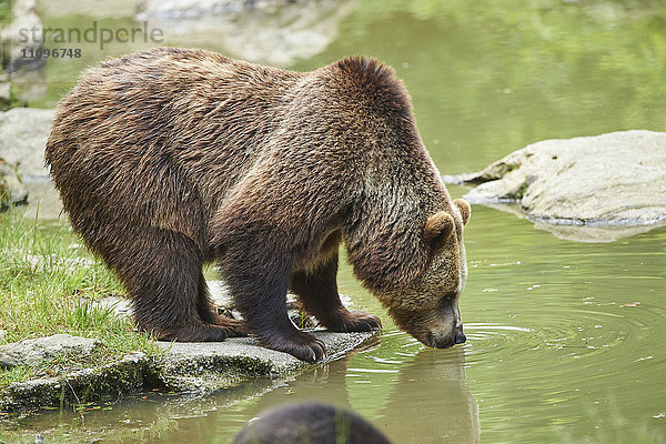 Braunbär  Ursus arctos  und Bärenjunges  Nationalpark Bayerischer Wald  Bayern  Deutschland  Europa