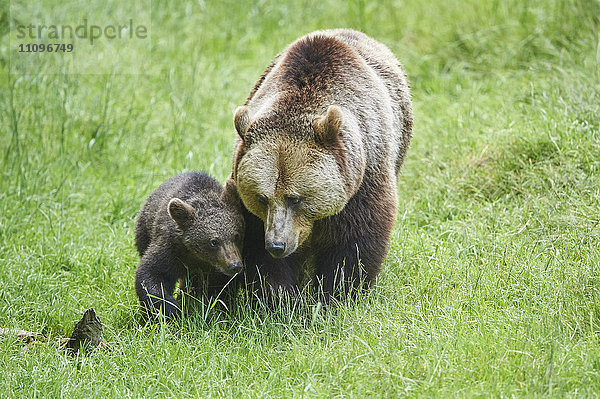 Braunbär  Ursus arctos  und Bärenjunges  Nationalpark Bayerischer Wald  Bayern  Deutschland  Europa