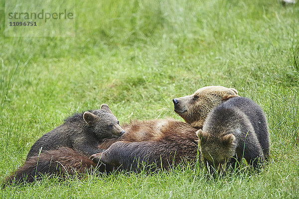 Braunbär  Ursus arctos  und Bärenjunges  Nationalpark Bayerischer Wald  Bayern  Deutschland  Europa