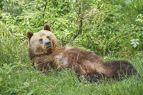 Braunbär  Ursus arctos  Nationalpark Bayerischer Wald  Bayern  Deutschland  Europa