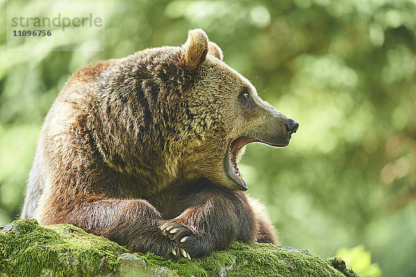 Braunbär  Ursus arctos  Nationalpark Bayerischer Wald  Bayern  Deutschland  Europa