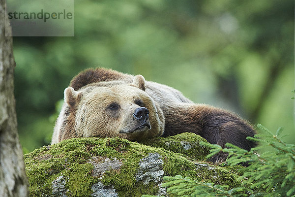 Braunbär  Ursus arctos  Nationalpark Bayerischer Wald  Bayern  Deutschland  Europa