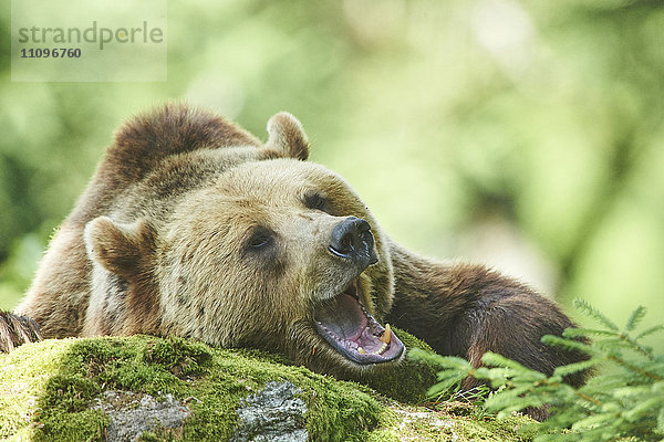 Braunbär  Ursus arctos  Nationalpark Bayerischer Wald  Bayern  Deutschland  Europa