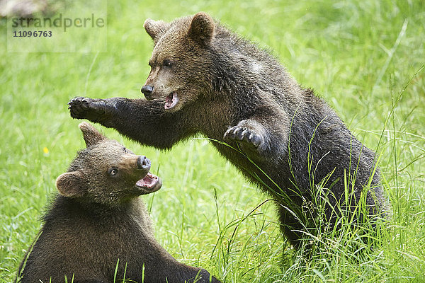 Braunbär  Ursus arctos  und Bärenjunges  Nationalpark Bayerischer Wald  Bayern  Deutschland  Europa