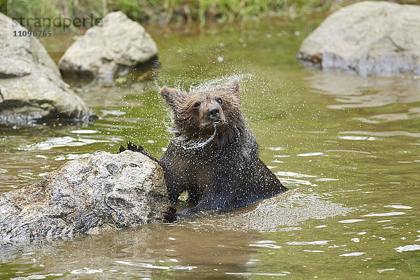 Braunbär  Ursus arctos  Nationalpark Bayerischer Wald  Bayern  Deutschland  Europa