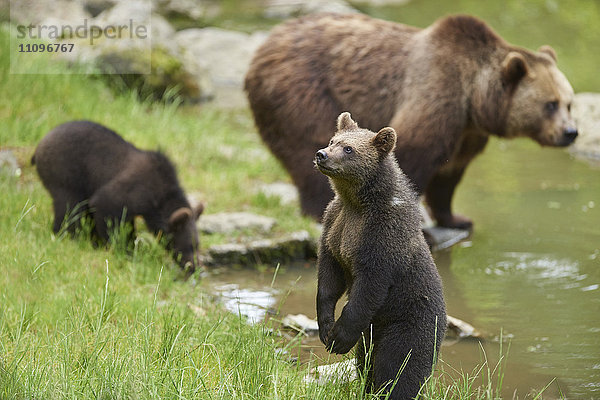 Braunbär  Ursus arctos  und Bärenjunges  Nationalpark Bayerischer Wald  Bayern  Deutschland  Europa