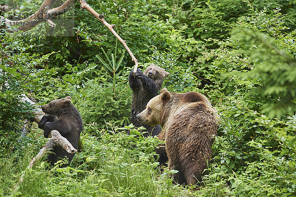 Braunbär  Ursus arctos  und Bärenjunges  Nationalpark Bayerischer Wald  Bayern  Deutschland  Europa