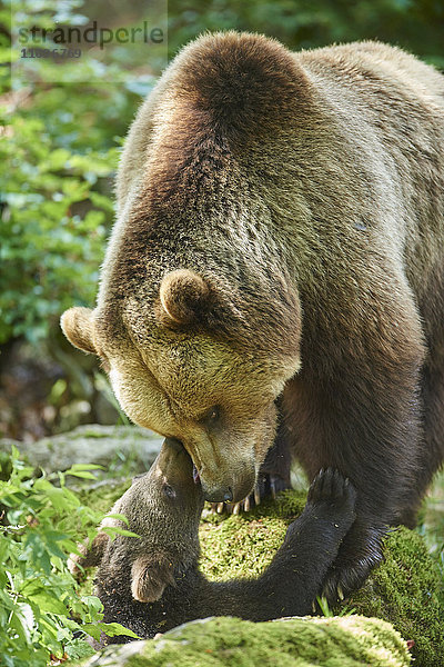 Braunbär  Ursus arctos  und Bärenjunges  Nationalpark Bayerischer Wald  Bayern  Deutschland  Europa