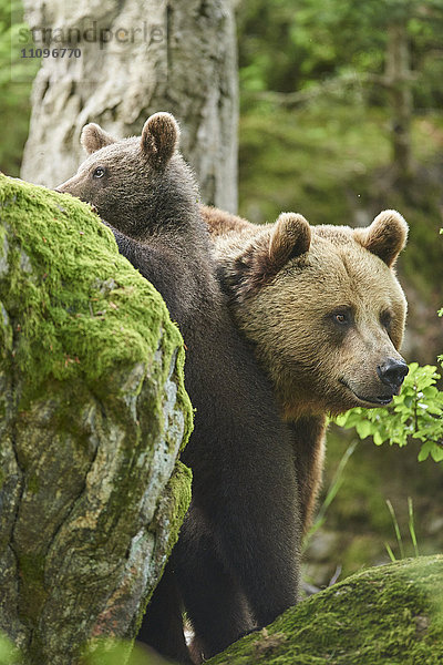 Braunbär  Ursus arctos  und Bärenjunges  Nationalpark Bayerischer Wald  Bayern  Deutschland  Europa