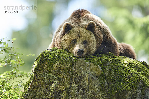 Braunbär  Ursus arctos  Nationalpark Bayerischer Wald  Bayern  Deutschland  Europa