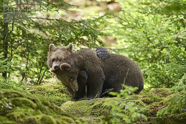 Braunbär  Ursus arctos  und Bärenjunges  Nationalpark Bayerischer Wald  Bayern  Deutschland  Europa