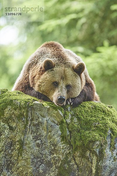 Braunbär  Ursus arctos  Nationalpark Bayerischer Wald  Bayern  Deutschland  Europa