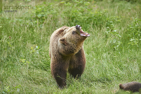 Braunbär  Ursus arctos  Nationalpark Bayerischer Wald  Bayern  Deutschland  Europa