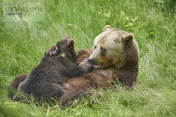 Braunbär  Ursus arctos  und Bärenjunges  Nationalpark Bayerischer Wald  Bayern  Deutschland  Europa