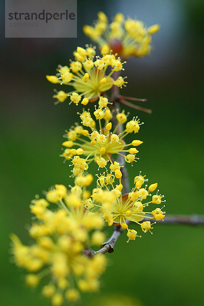 Japanisches Kornelkirschen