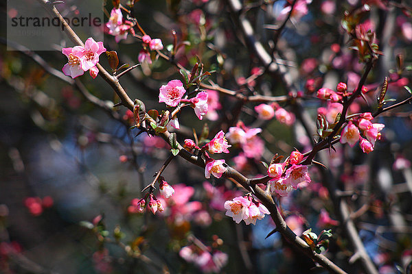 Japanische Quittenblüte