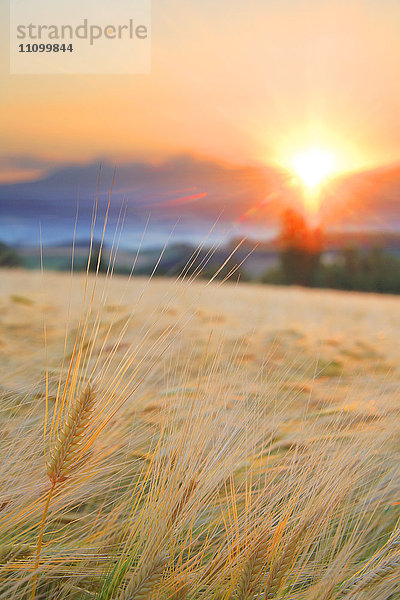 Weizen- und Gerstenfelder