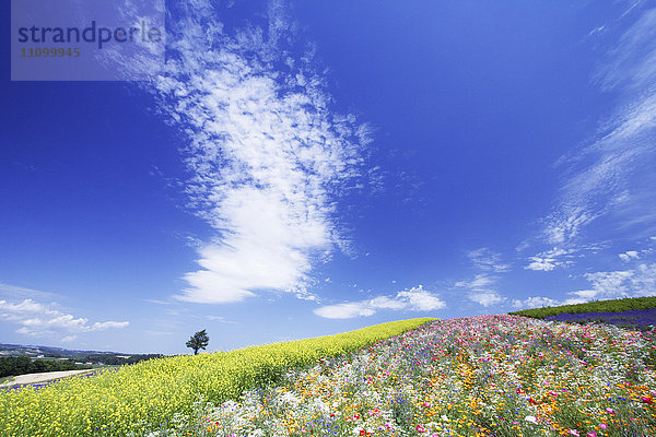 Blumenfeld  Präfektur Hokkaido  Japan