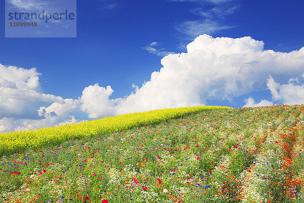 Blumenfeld  Präfektur Hokkaido  Japan