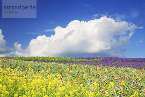 Blumenfeld  Präfektur Hokkaido  Japan