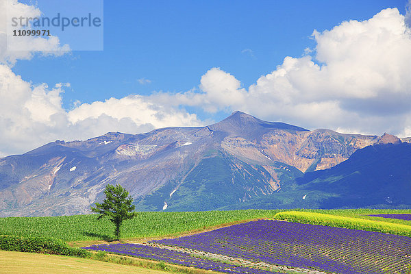 Blumenfeld und Tokachi-Gebirge  Präfektur Hokkaido  Japan