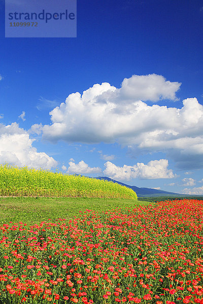 Ringelblumen- und Rapsfeld  Präfektur Hokkaido  Japan