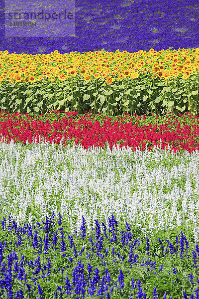 Lavendel- und Sonnenblumenfeld  Präfektur Hokkaido  Japan