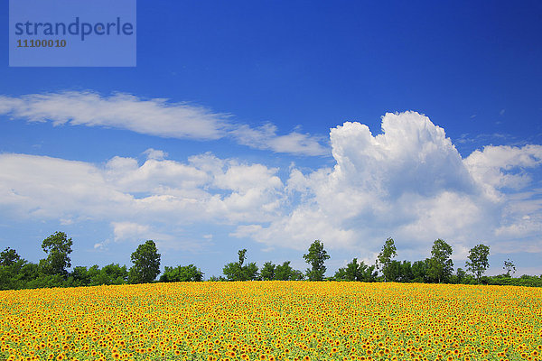 Sonnenblumen  Präfektur Hokkaido  Japan